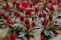 Rhododendron Hot Shot Variegata IMG_4430 Azalia